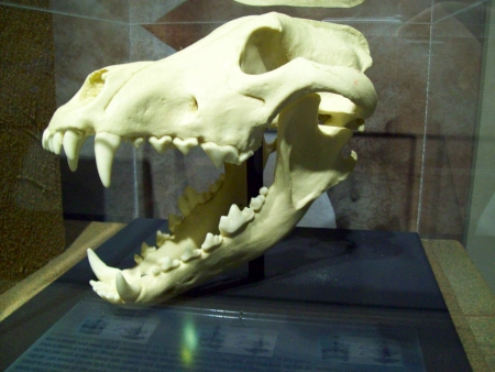 Prehistoric Skull