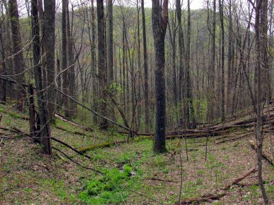 Spring above (north) of the gap 
