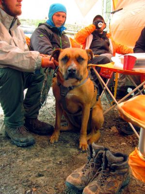 Hiker dog. Guy in the blue head gear is from Germany. There are several hiking the trail this year, I hear due to a documentary film that was shown there last year. 
