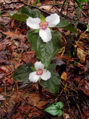 Awesome wild flowers 

