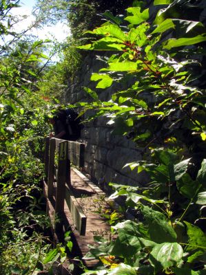 Tanawha Trail overgrown just below the Blue Ridge Parkway
