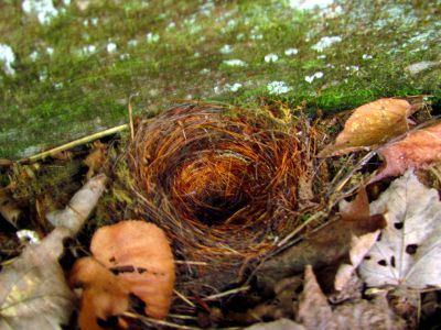 bird nest beside RAT`s sleeping mat
