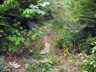 Trail between Beacon Heights and Old House Gap - Area Bob and his crew were cutting out
