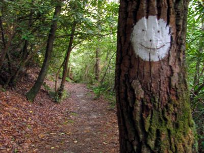 Trail along Gragg Prong Creek 
