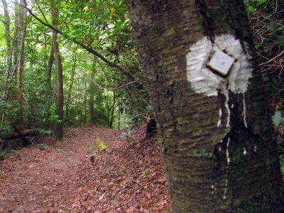 Day 3 on the trail just after leaving the camp we came to the intersection of Lost Cove Creek and Gragg Prong Creek
