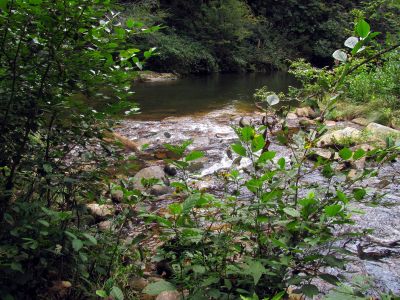 intersection of Lost Cove Creek and Gragg Prong Creek
