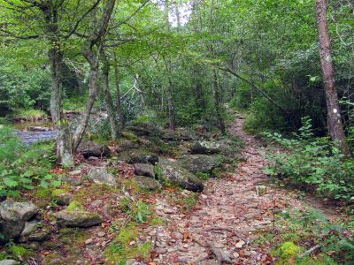 Trail turns right and goes up the Lost Cove Creek 
