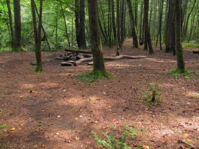 campsite along the trail beside Lost Cove Creek 
