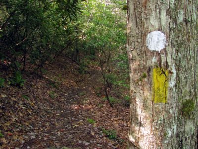 Trail beside Lost Cove Creek 
