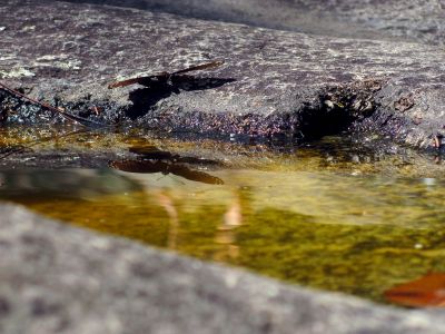 Butterflies enjoying the potholes at Huntfish Falls
