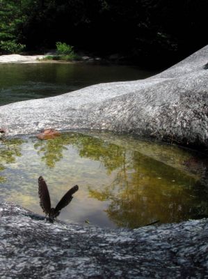 Butterflies enjoying the potholes at Huntfish Falls
