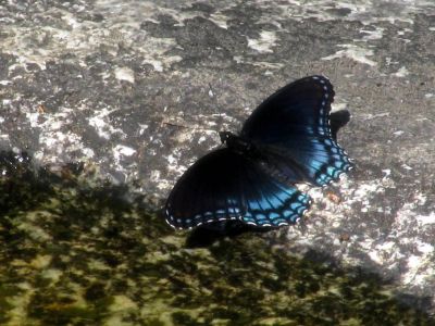 Butterflies enjoying the potholes at Huntfish Falls
