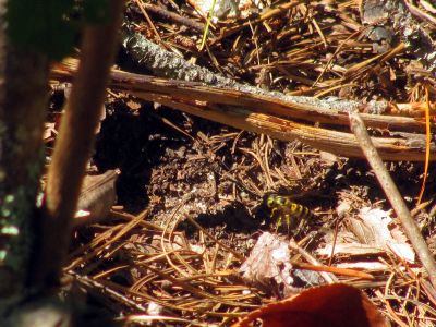 Yellow Jacket nest in ground I nearly stepped on
