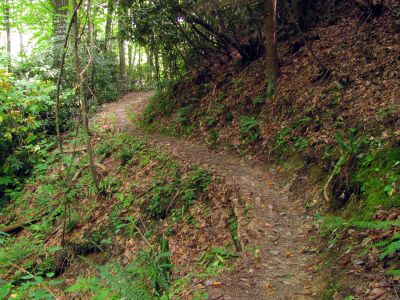 Trail down to N. Harper Creek 

