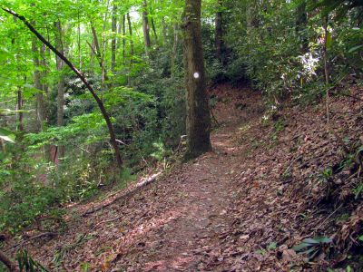 Trail down to N. Harper Creek 

