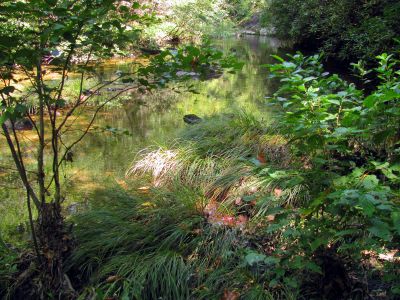 crossing N. Harper Creek 
