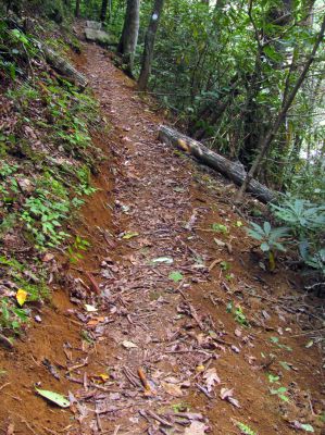 Fresh dug trail leading up to the top of Harper Falls
