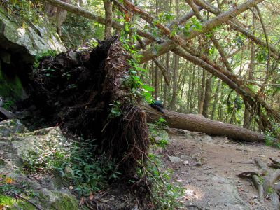 Trail high above Harper Falls

