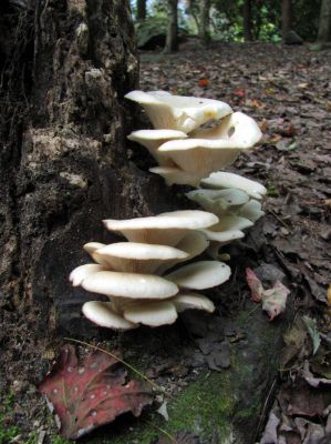 Fungus in our campsite below Harper Falls 
