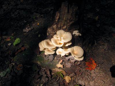 Fungus at our camp below Harper Falls
