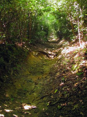 Trail through the Raider Camp Creek Hollow
