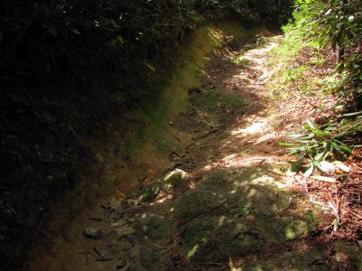 Trail through the Raider Camp Creek Hollow
