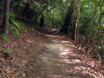 Old road leading over to Chestnut Mountain
