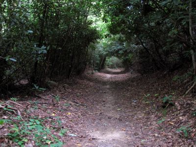 Trail leading down into Upper Creek 
