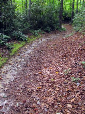 Trail leading down into Upper Creek 

