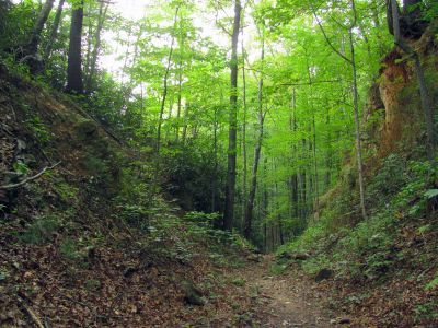Trail leading down into Upper Creek 
