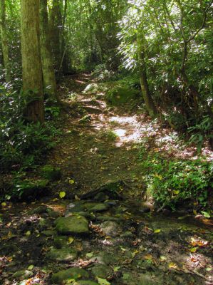 Trail leading out of Upper Creek up towards NC highway 181
