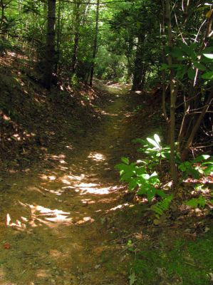 Trail leading out of Upper Creek up towards NC highway 181
