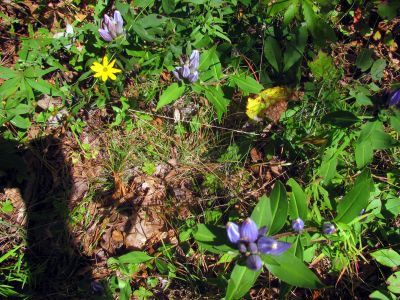 Bottle Gentian and wildflowers found in the field near NC highway 181
