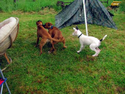 Cocoa, Bruce and Aggie have a hairnt time
