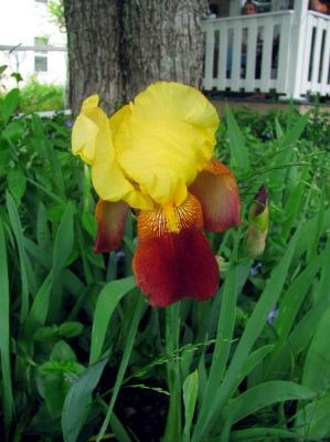 Nice Iris
