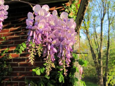 dad's Wisteria
