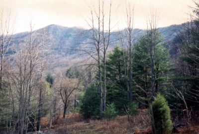 Lost Cove
View of Flattop Mountain from Lost Cove  (taken in late 80`s)
