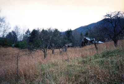 Lost Cove
Field with old apple trees and barn in Lost Cove  (taken in late 80`s)
