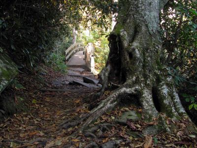 Old tree and wooden bridge on the Rough Ridge Trail Taken Oct 21,2012
