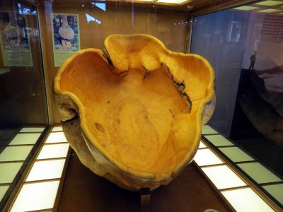 Large burl located inside the Grandfather Mountain Park museum taken 10-19-2012
