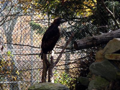Eagle in the wildlife sanctuary at Grandfather Mountain State Park taken 10-19-2012
