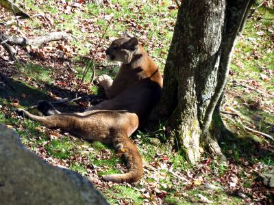 Cougar in the wildlife sanctuary at Grandfather Mountain State Park taken 10-19-2012
