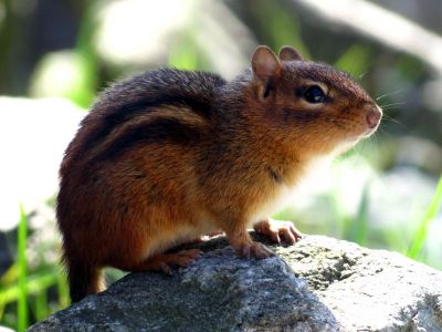Chipmunk posing in the park taken 10-19-2012
