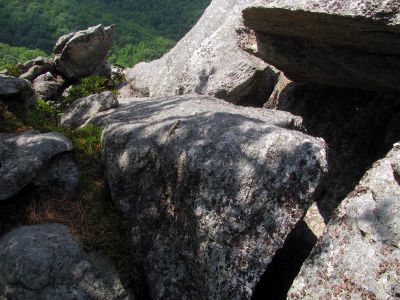 Lizard on the rock Taken 6-13-2012
