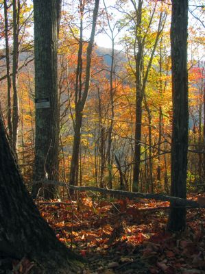 The descent takes us into the Wilderness area
