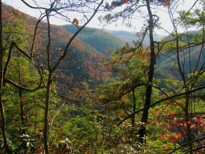 A view of the upper Laurel Creek gorge as we make our way through the woods continuing to descend steeply towards the cliffs
