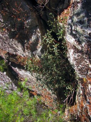 Looking down into the crack  which is truly the only way down for us (because of our limited climbing gear) 
