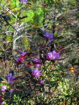 Rhododendron Minus . Only seen in the Dennis Cove and Linville Gorge areas around here that I know of. 
