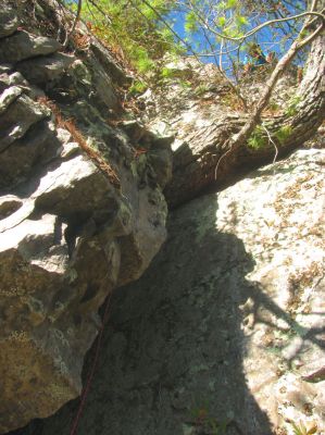 The pine tree root protruding out of the crack 
