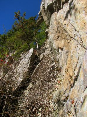 Looking up  at the left part of the cliff tops from my puckering ledge perch

